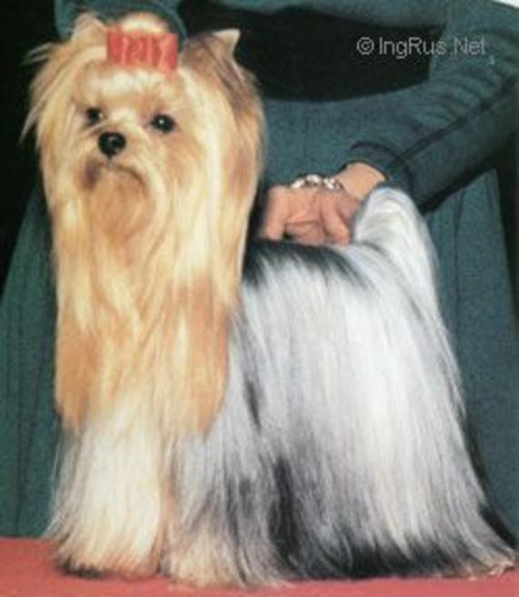 AERO'S MAGIC KIWI — Labaza DogPedigree YorkshireTerrier