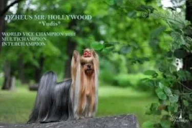 DZHEUS MR. HOLLYWOOD