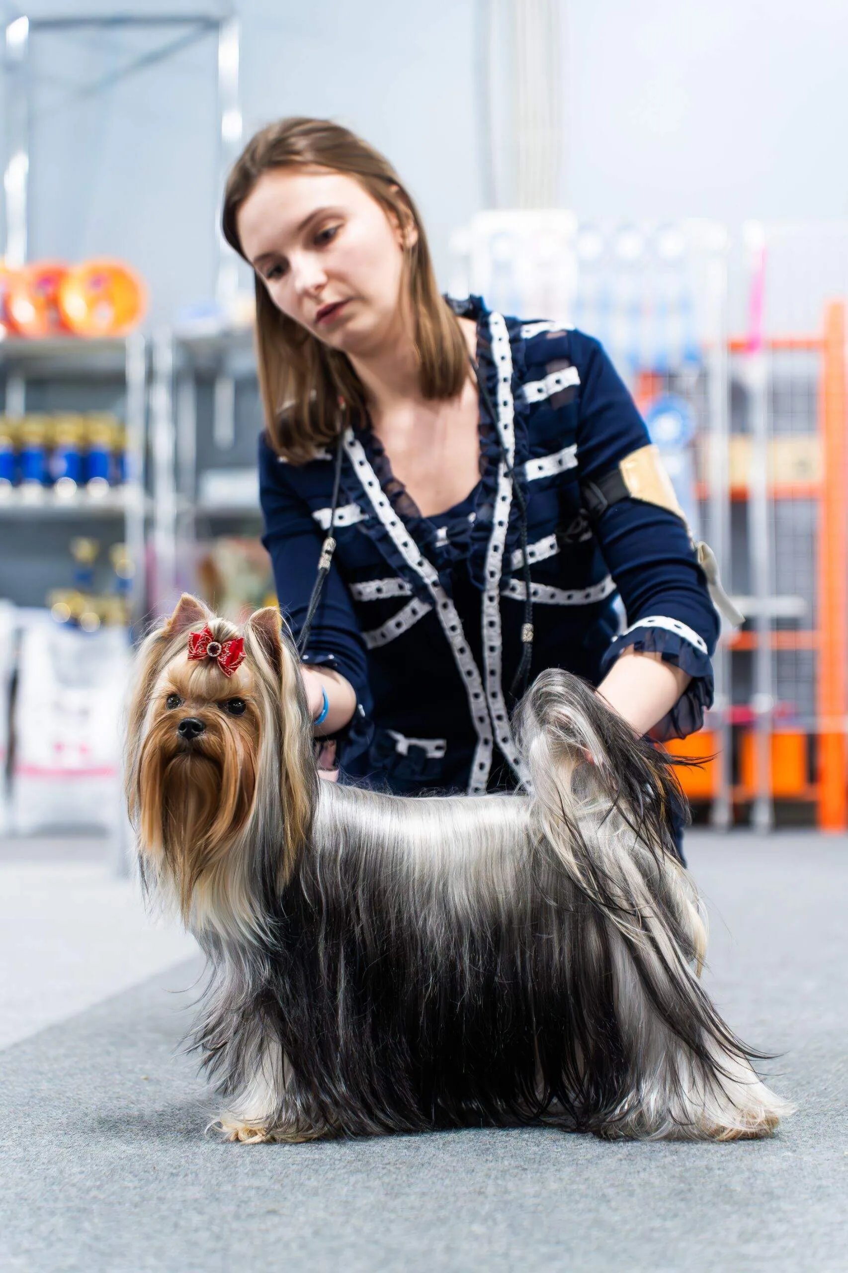 FLER DE MARI ALEKSA — Labaza DogPedigree YorkshireTerrier