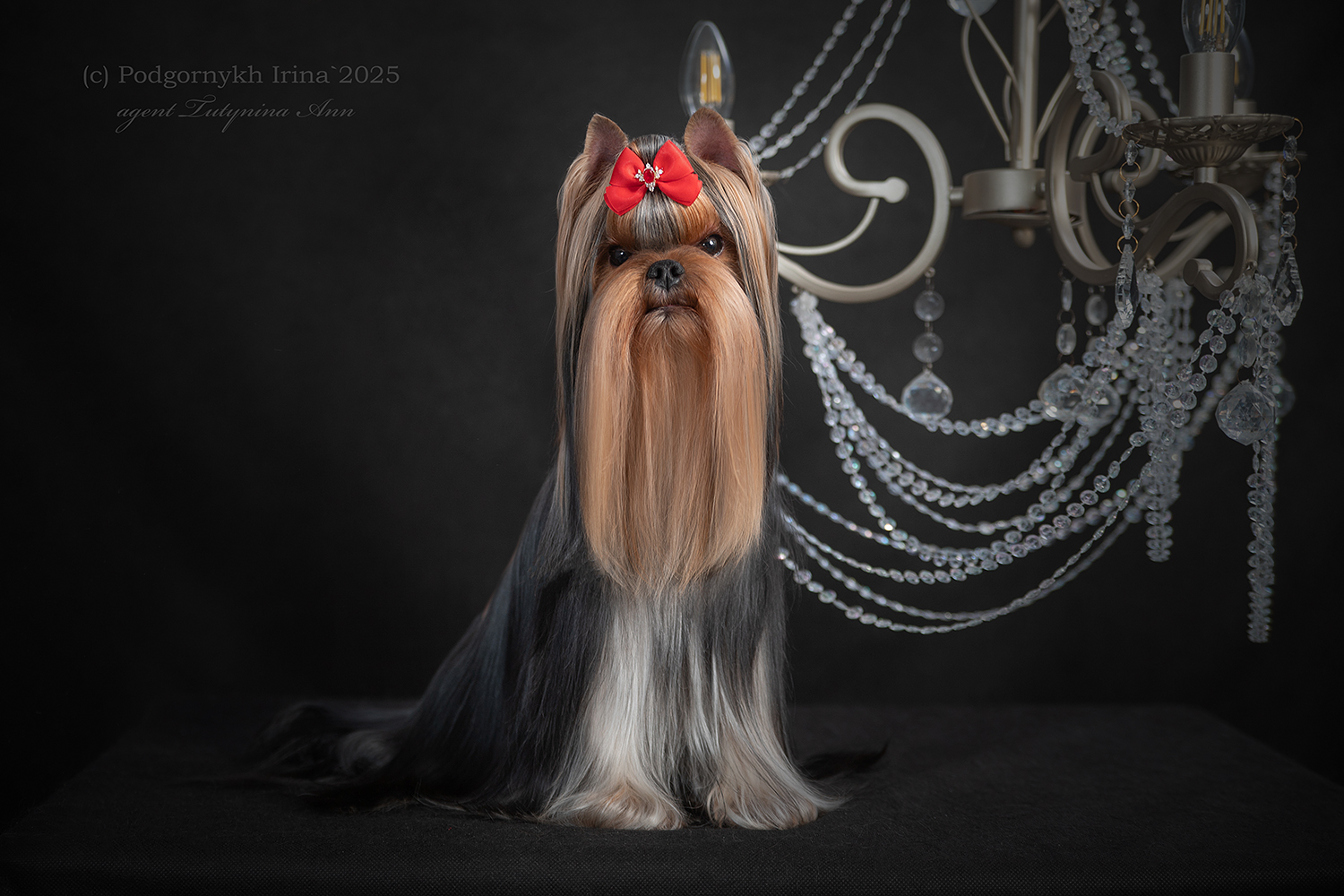  MAGNUS FORTUNA OLIMPIA — Labaza DogPedigree YorkshireTerrier