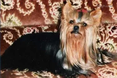 KASTELLANA