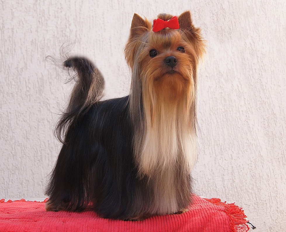 Emma`s Caprice ULTIMATUM EMMA'S CAPRICE — Labaza DogPedigree YorkshireTerrier
