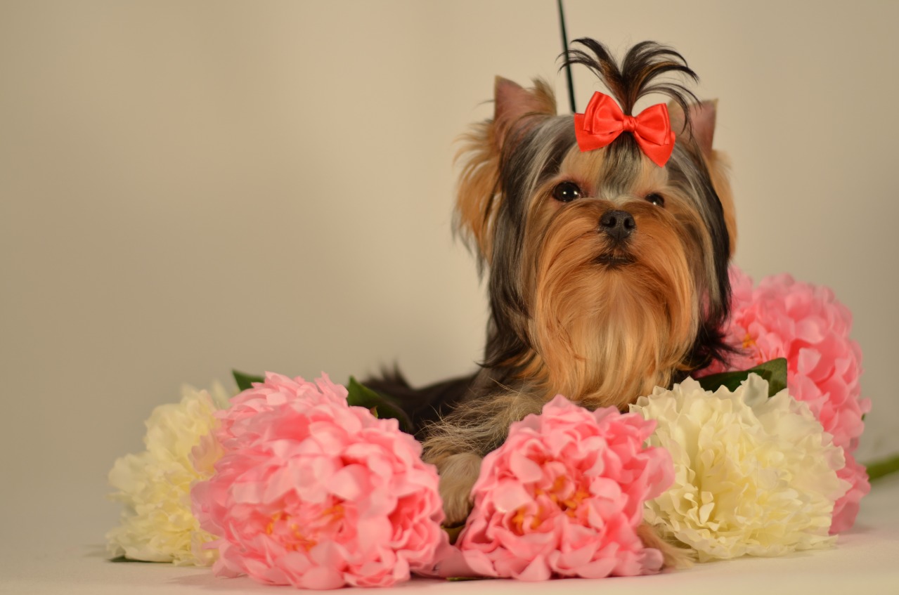  OLIVIA LITTLE BIRD EMMA'S CAPRICE — Labaza DogPedigree YorkshireTerrier