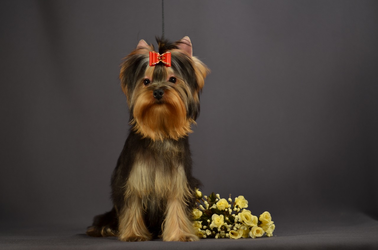 Emma`s Caprice ONE WAY TICKET EMMA'S CAPRICE — Labaza DogPedigree YorkshireTerrier