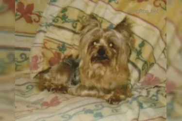  LESLIE DE LA PAM'POMMERAIE — Labaza DogPedigree YorkshireTerrier