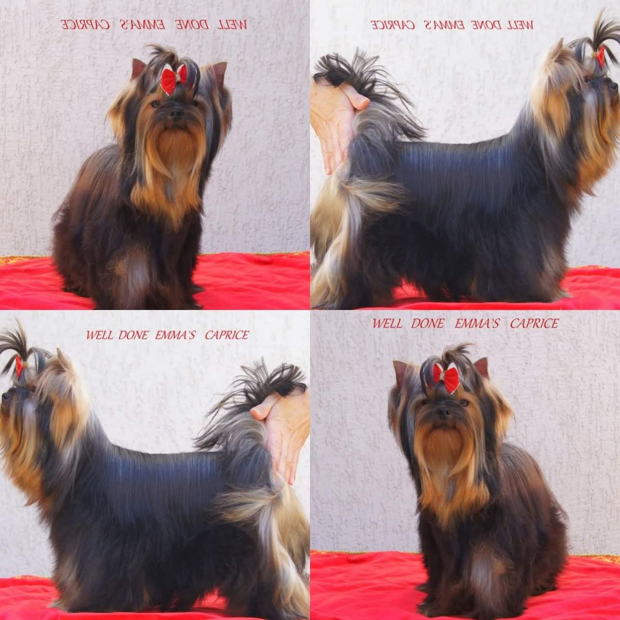 Emma`s Caprice WELL DONE EMMA'S CAPRICE — Labaza DogPedigree YorkshireTerrier