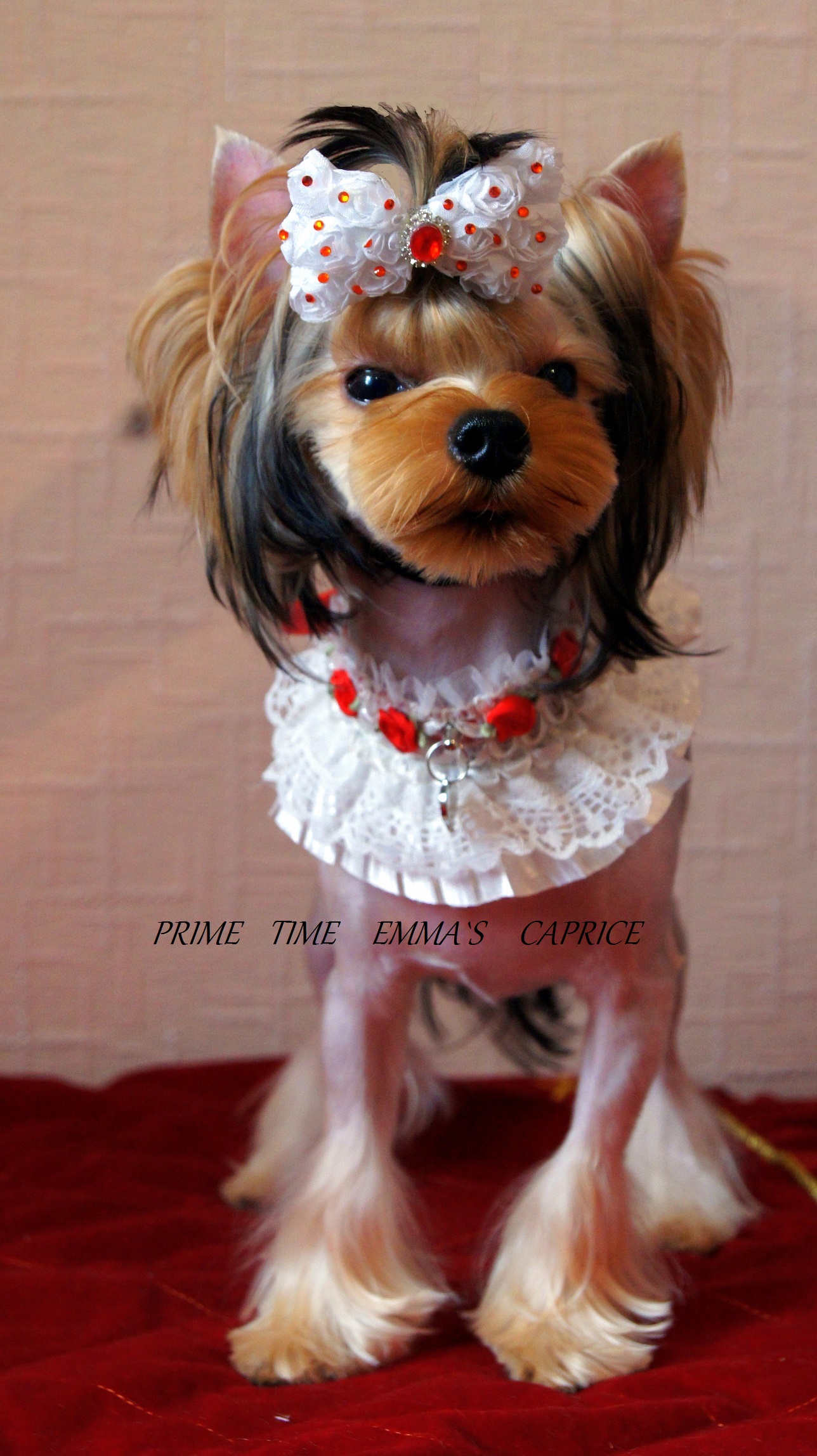 Emma`s Caprice PRIME TIME EMMA'S CAPRICE — Labaza DogPedigree YorkshireTerrier