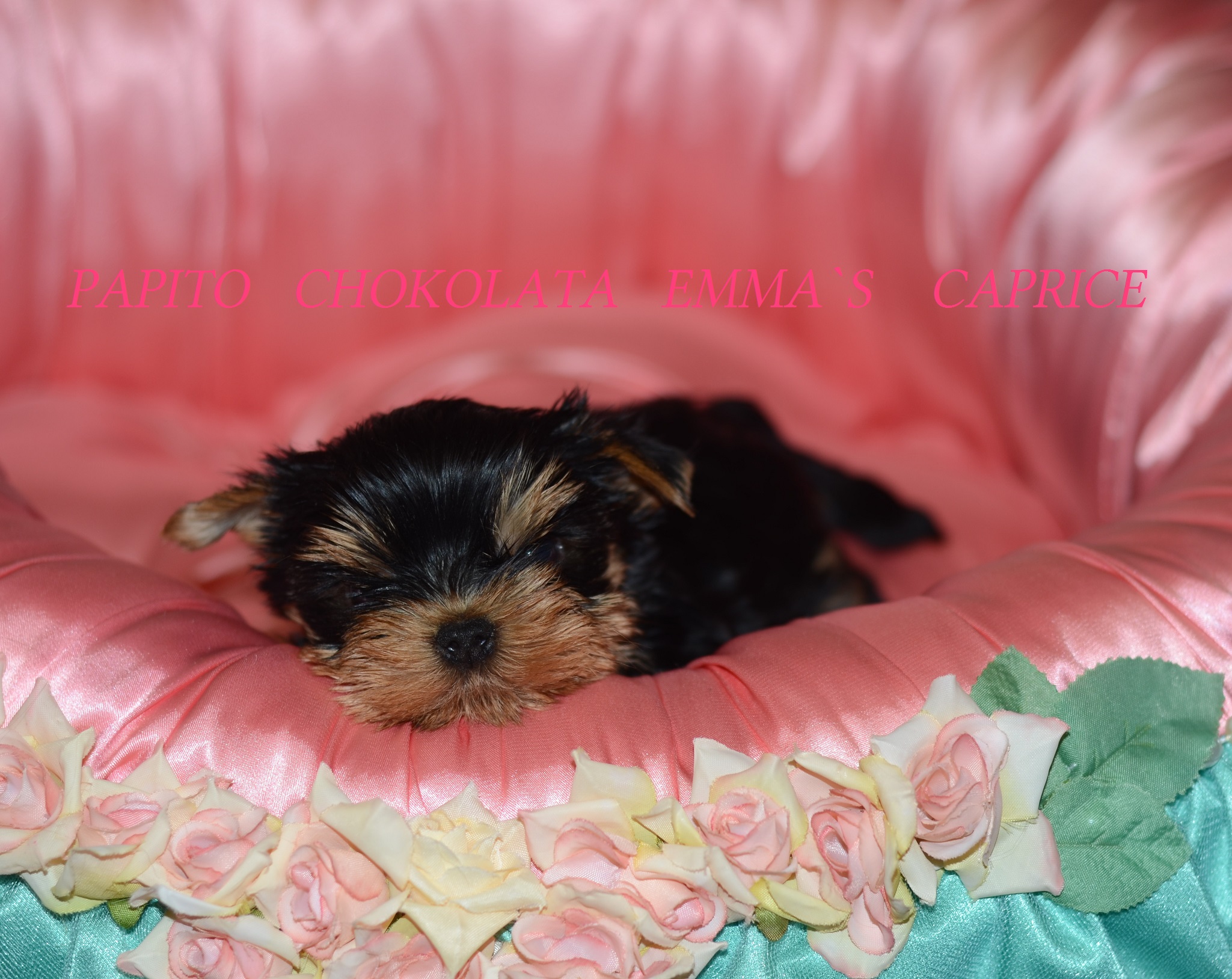 Emma`s Caprice PAPITO CHOCOLATA EMMA'S CAPRICE — Labaza DogPedigree YorkshireTerrier