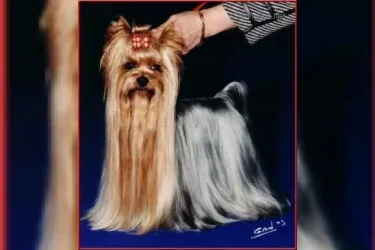  DURRER'S STRUT YOUR STUFF — Labaza DogPedigree YorkshireTerrier