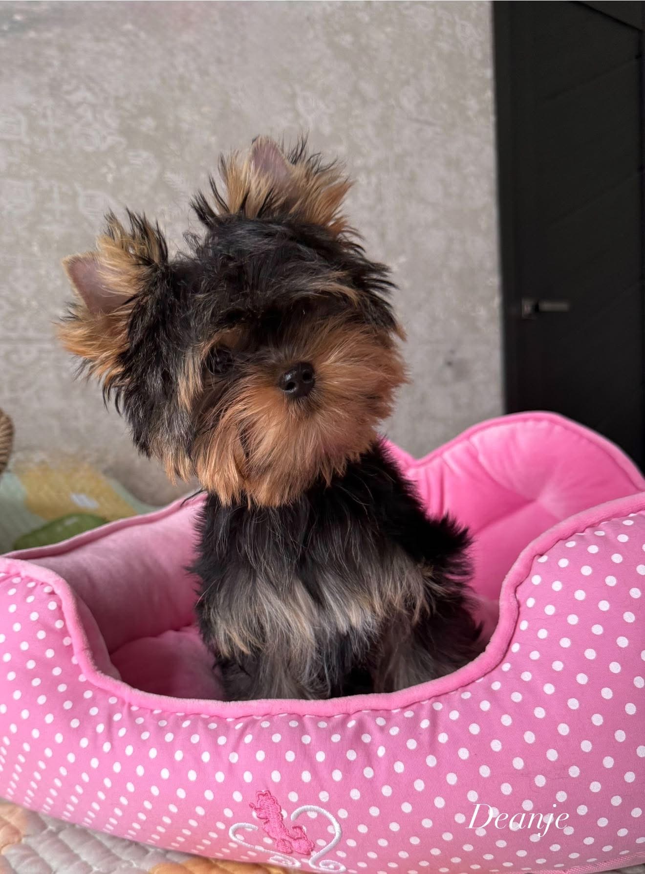  DEANJE DREAMS COME TRUE — Labaza DogPedigree YorkshireTerrier