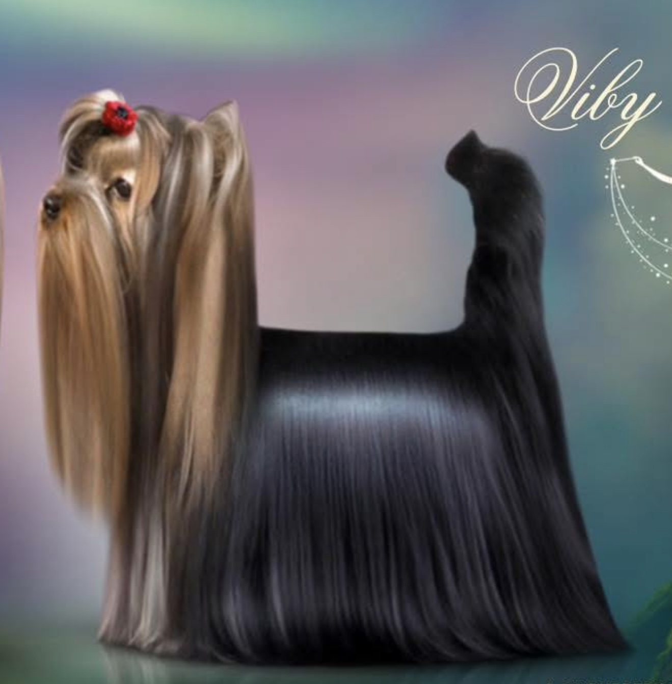  DEANJE SPECIAL SPICE FOR ME — Labaza DogPedigree YorkshireTerrier