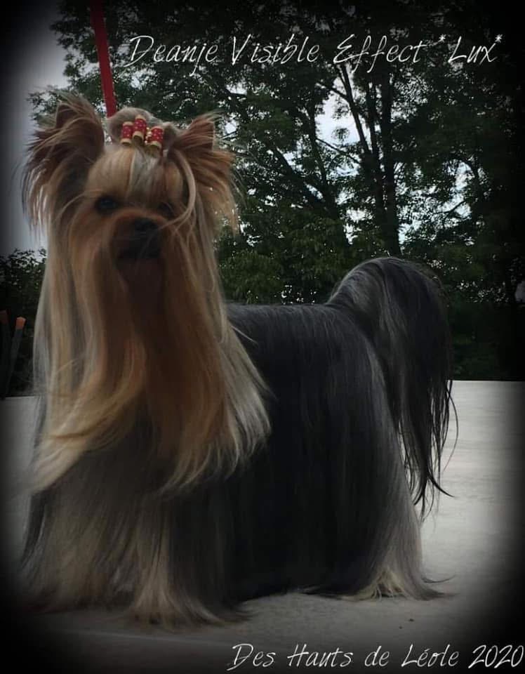 DEANJE VISIBLE EFFECT — Labaza DogPedigree YorkshireTerrier