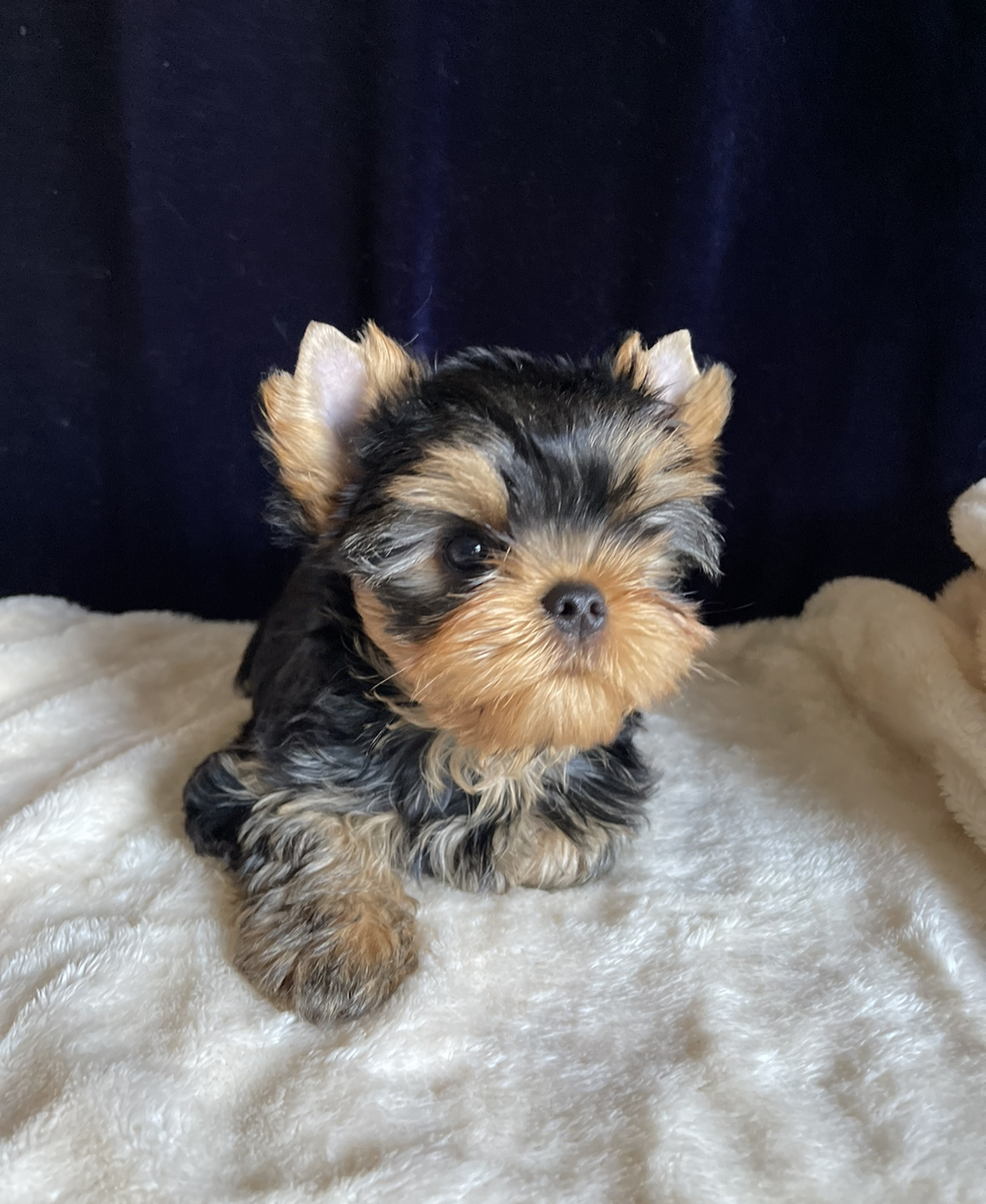 STAR QUEEN SNICKERS — Labaza DogPedigree YorkshireTerrier