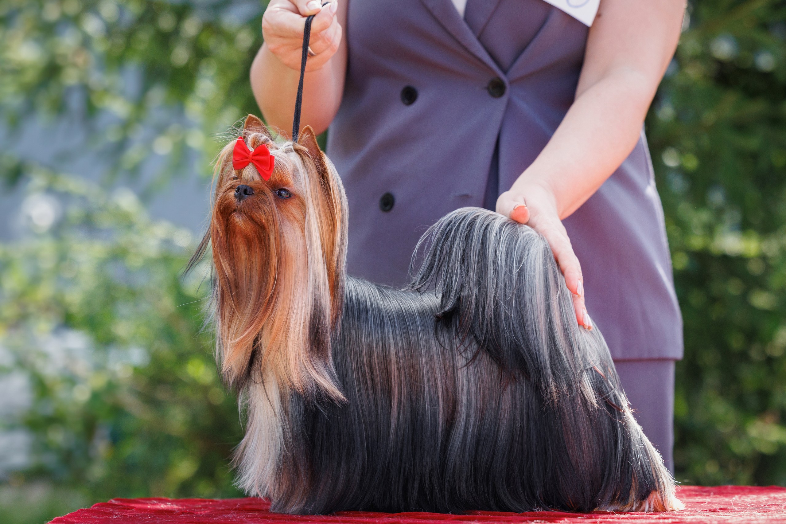 FASHION PARTY FASHION PARTY KOKETKA — Labaza DogPedigree YorkshireTerrier