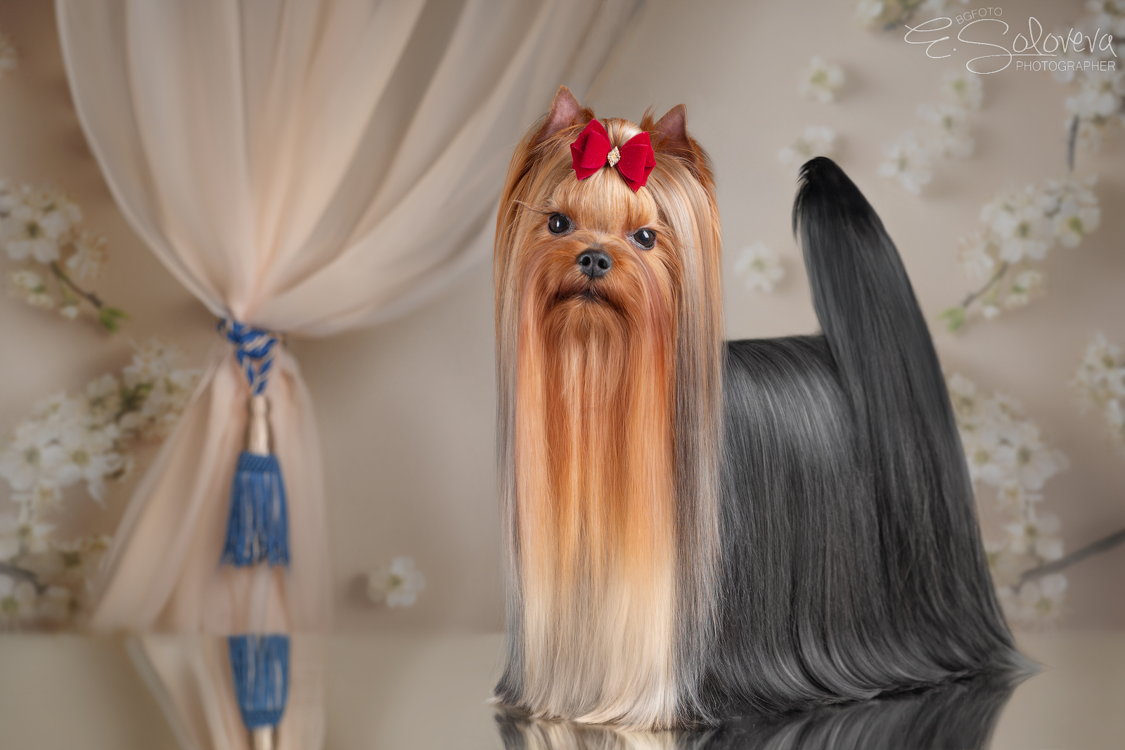 VALTEN HOUND NIGEL — Labaza DogPedigree YorkshireTerrier