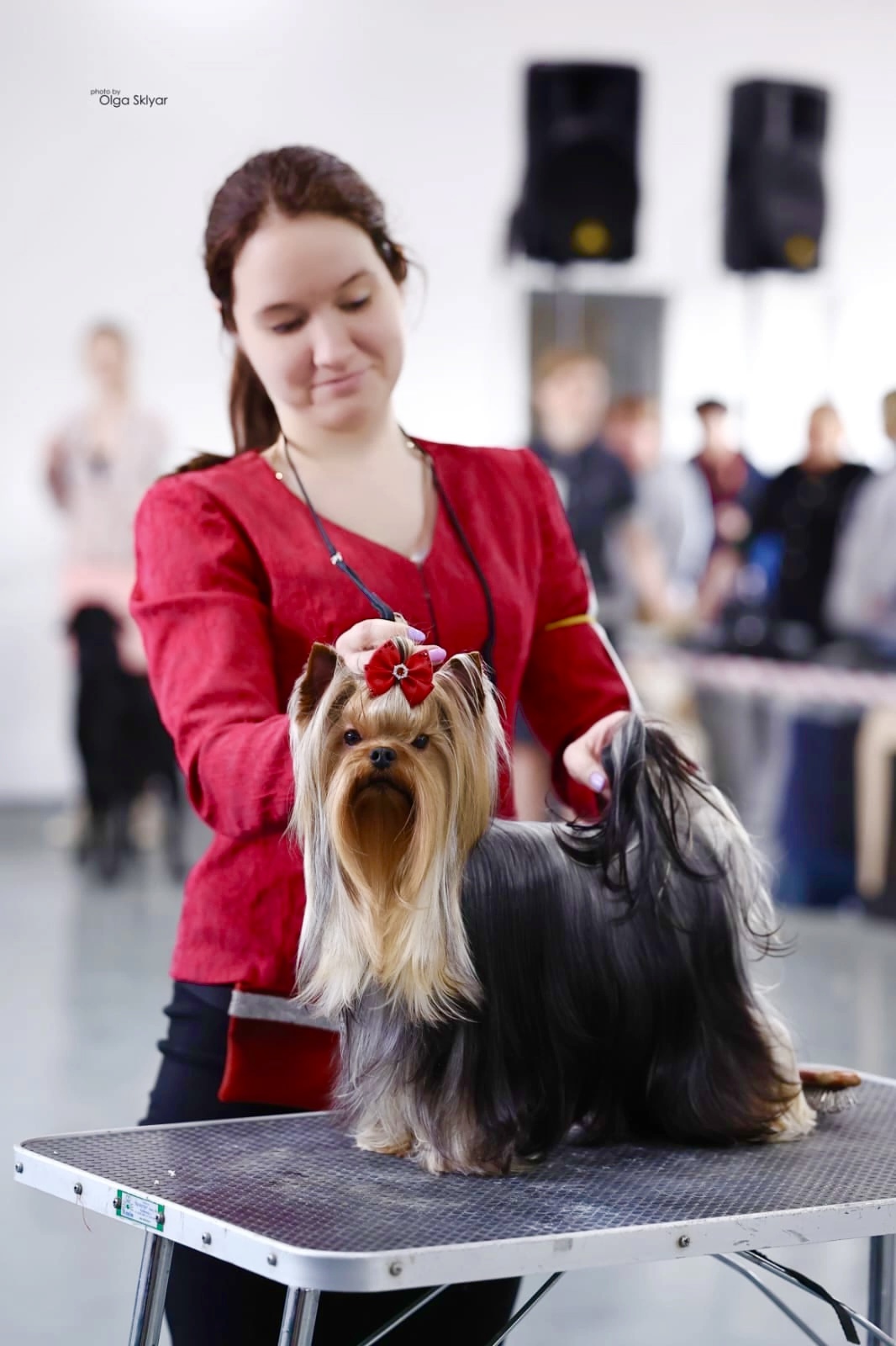 Wellary WELLARY EFFECT — Labaza DogPedigree YorkshireTerrier
