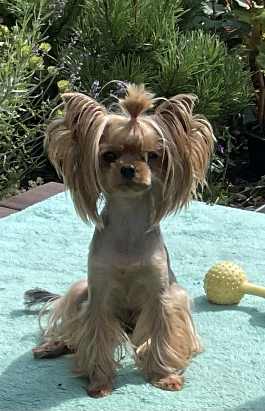 SILVER FLAME KEEPSAKE — Labaza DogPedigree YorkshireTerrier