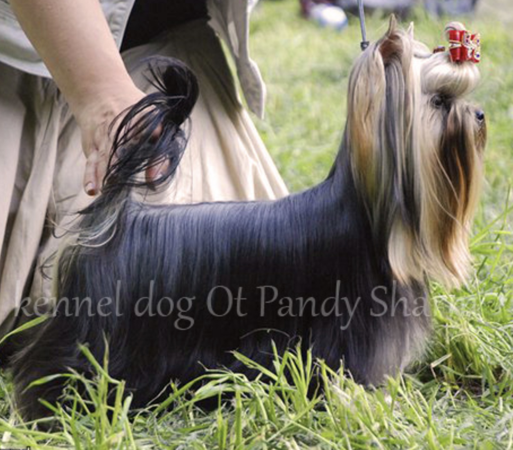 PARIS STYLE MULTIBRANDT — Labaza DogPedigree YorkshireTerrier
