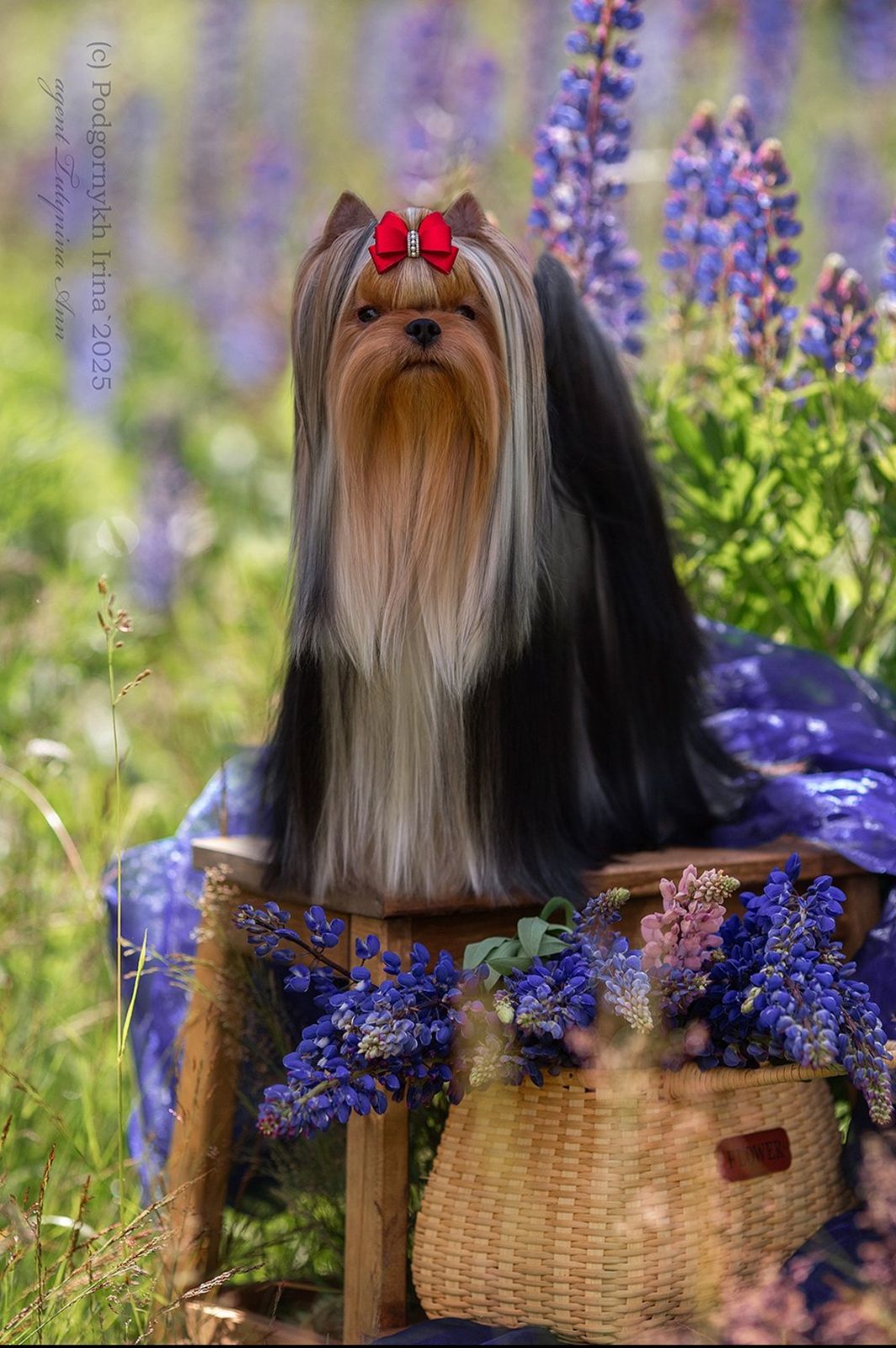 WELLARY FLORENA — Labaza DogPedigree YorkshireTerrier