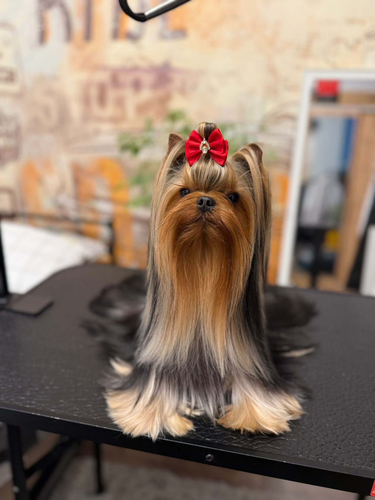 Wellary Wellary Talisman — Labaza DogPedigree YorkshireTerrier