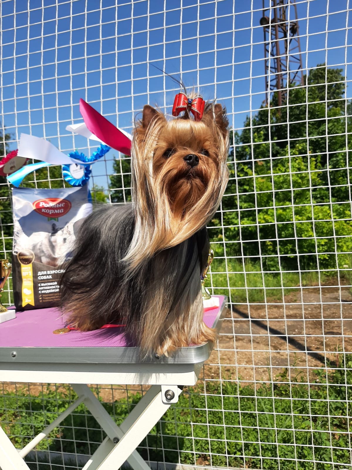 Wellary WELLARY HUMMER — Labaza DogPedigree YorkshireTerrier