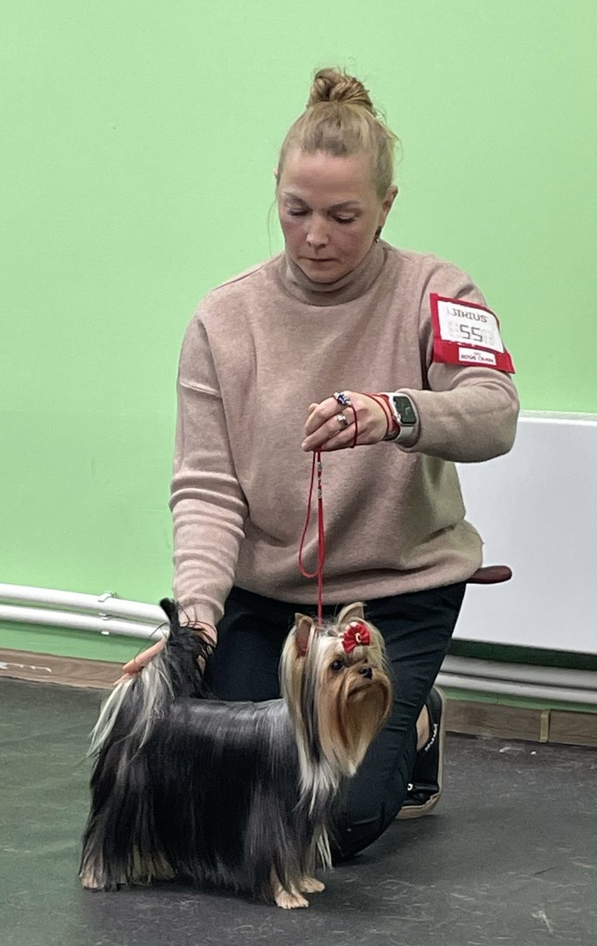 WELLARY KATARINA — Labaza DogPedigree YorkshireTerrier