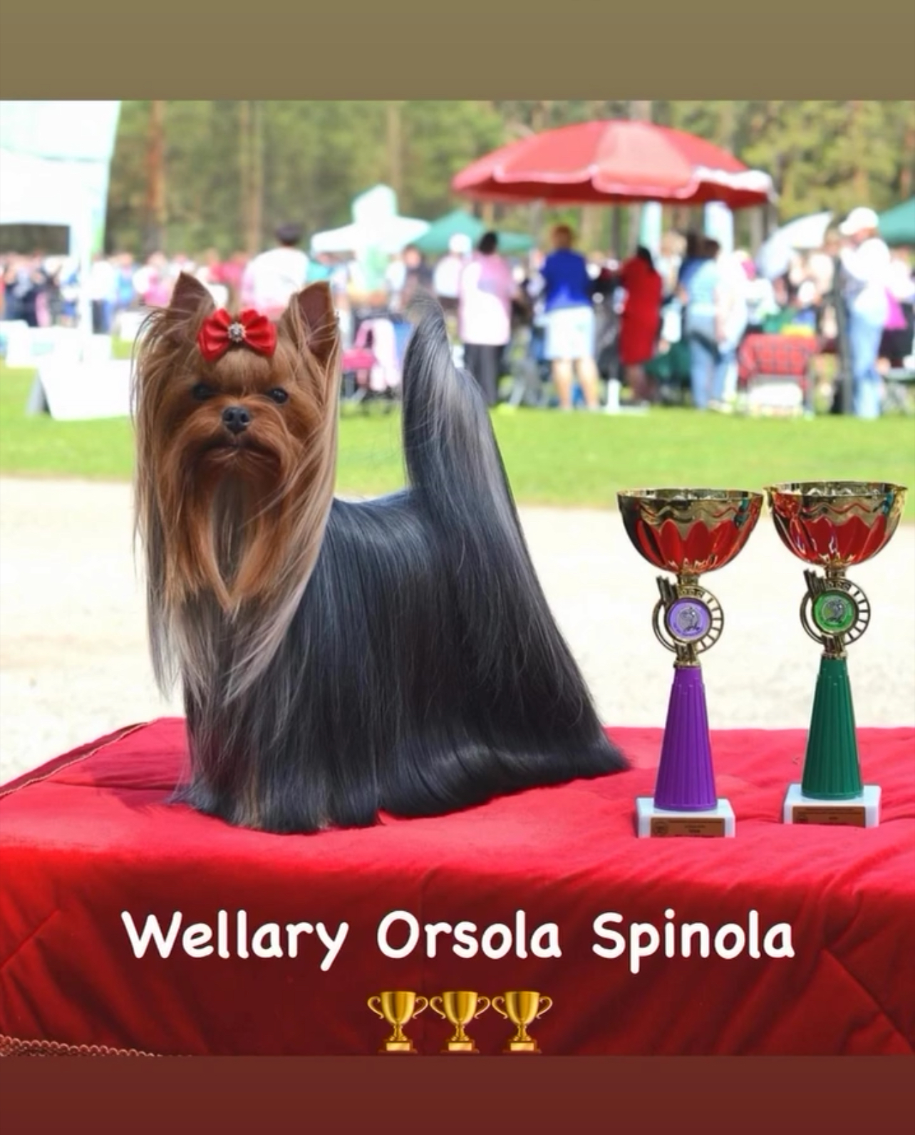 Wellary WELLARY ORSOLA SPINOLA — Labaza DogPedigree YorkshireTerrier