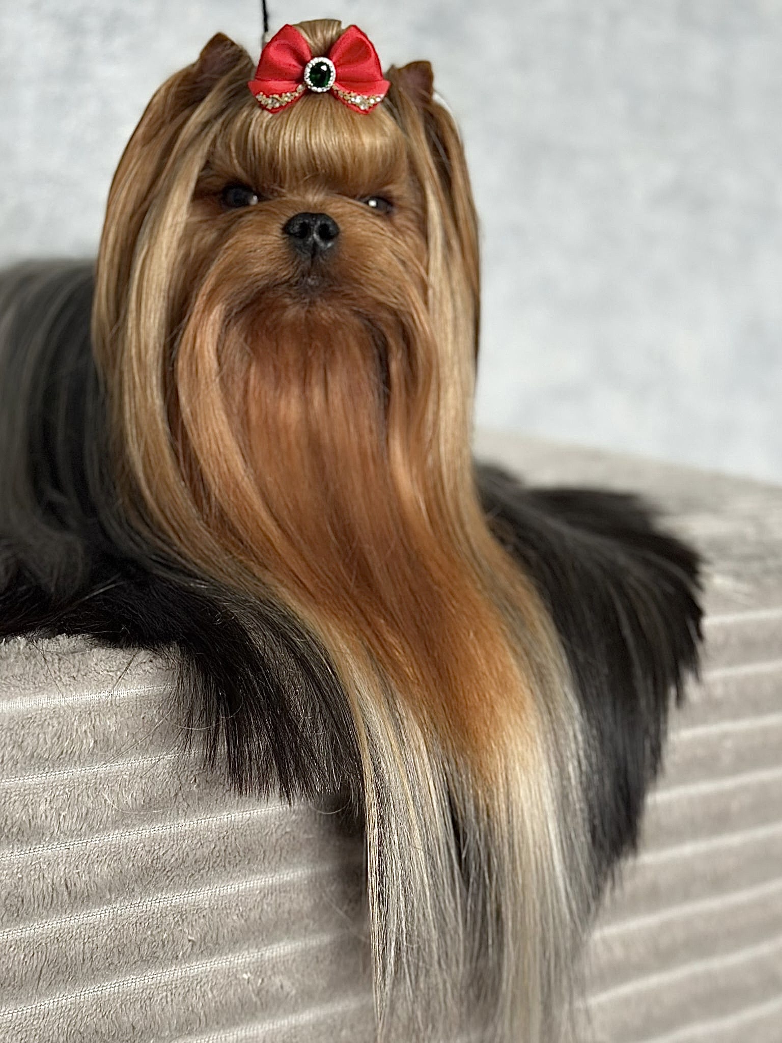Wellary WELLARY COURAGE — Labaza DogPedigree YorkshireTerrier