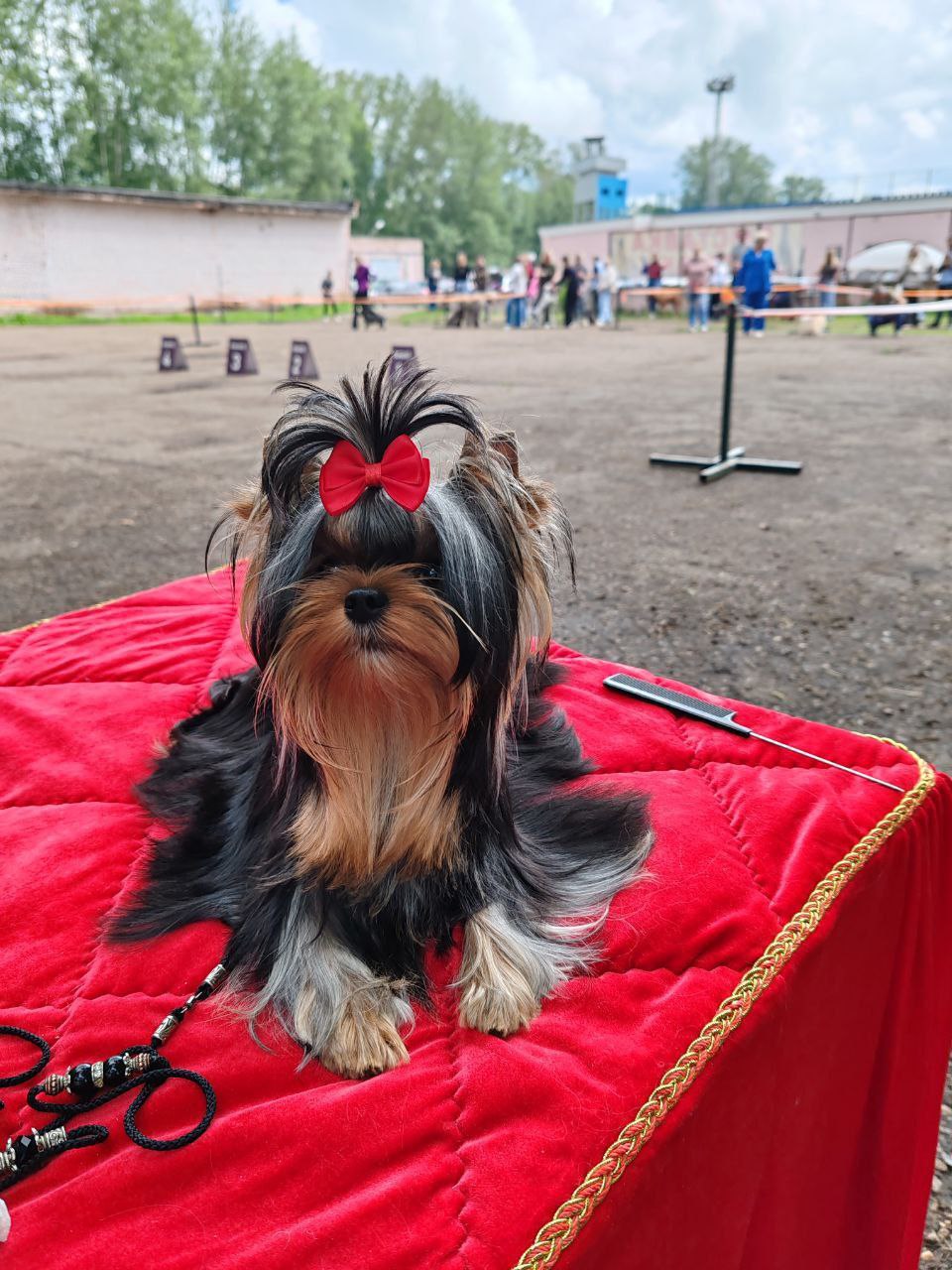 SILK AND SHINE SILK AND SHINE KIARA — Labaza DogPedigree YorkshireTerrier