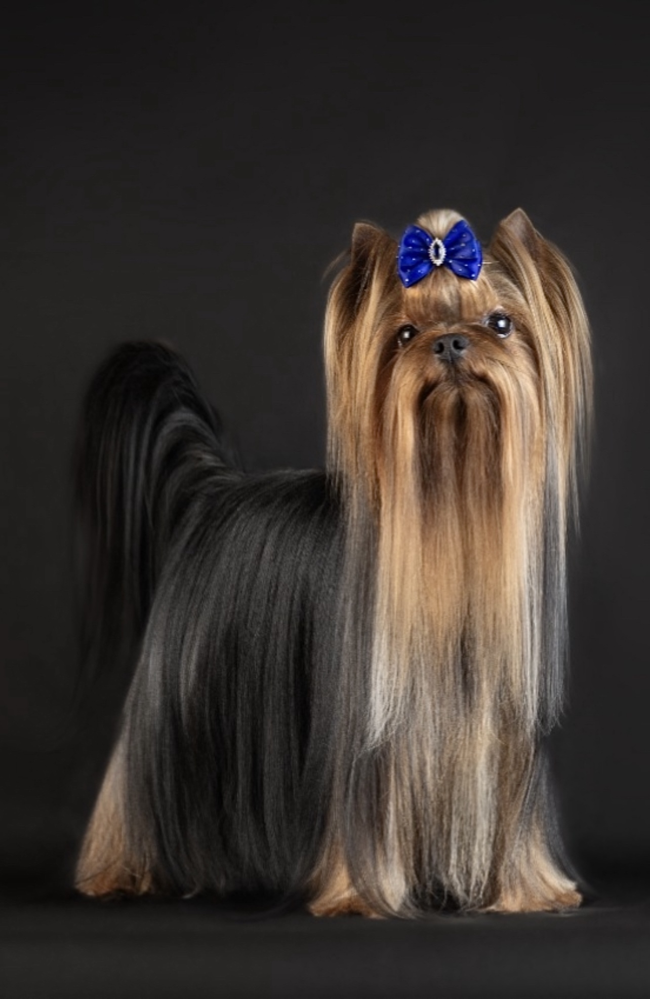 Wellary WELLARY KAZANOVA — Labaza DogPedigree YorkshireTerrier