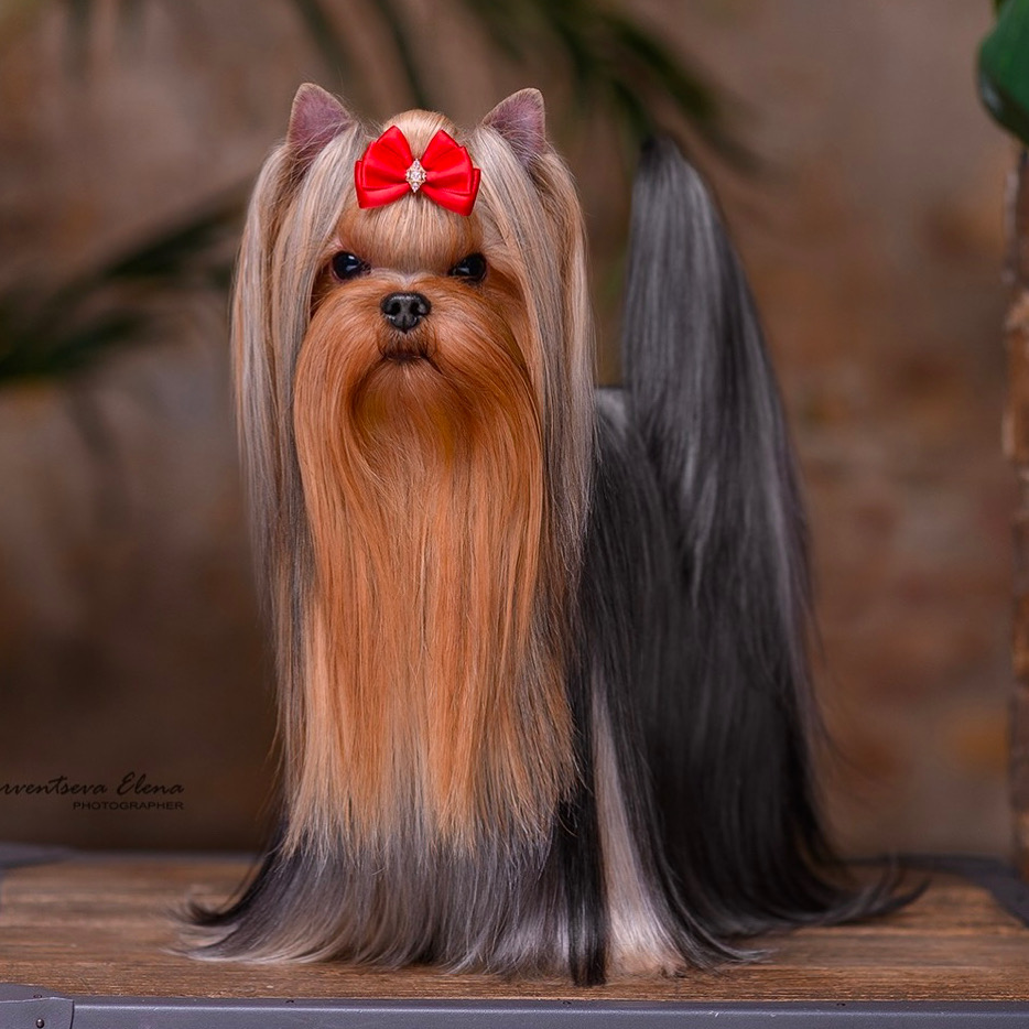 Wellary WELLARY NAMBY PAMBY — Labaza DogPedigree YorkshireTerrier