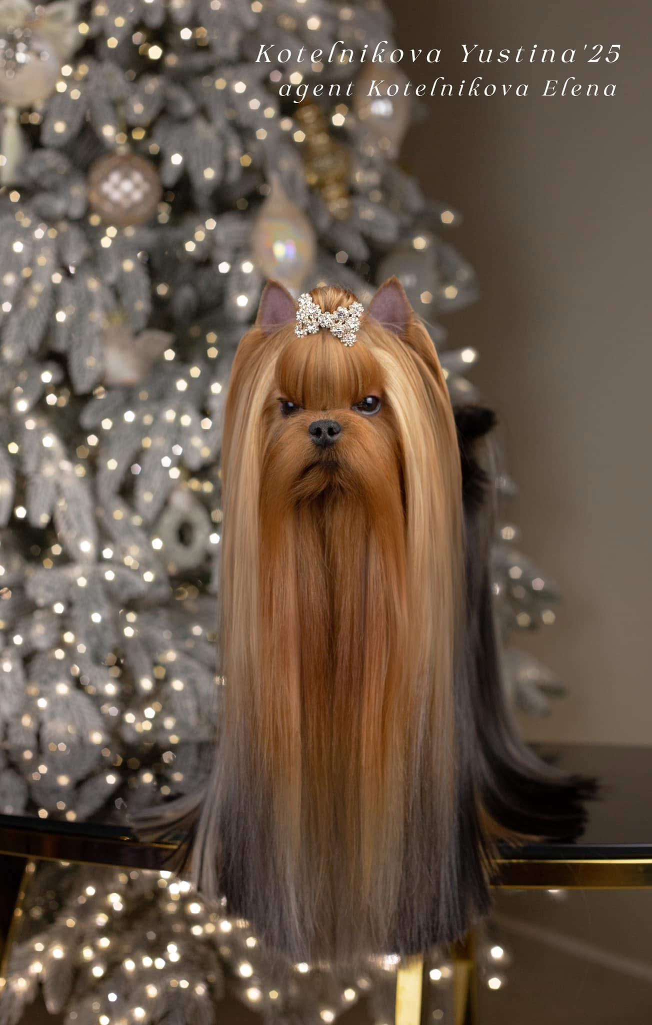 Wellary WELLARY ROYAL LIFE — Labaza DogPedigree YorkshireTerrier