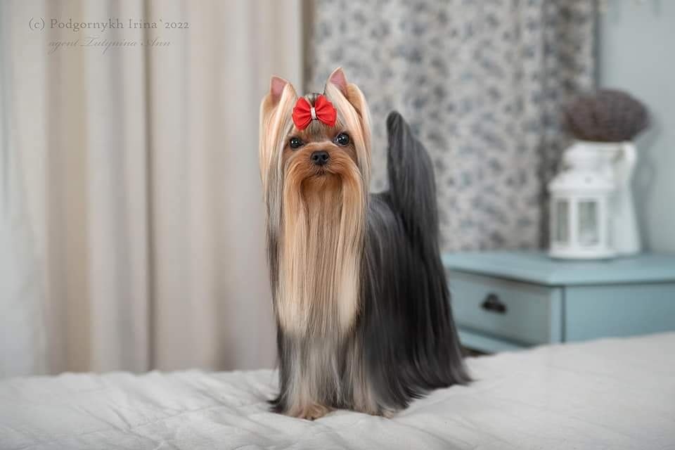 VIVA SHOU DE LAVER STYLE — Labaza DogPedigree YorkshireTerrier