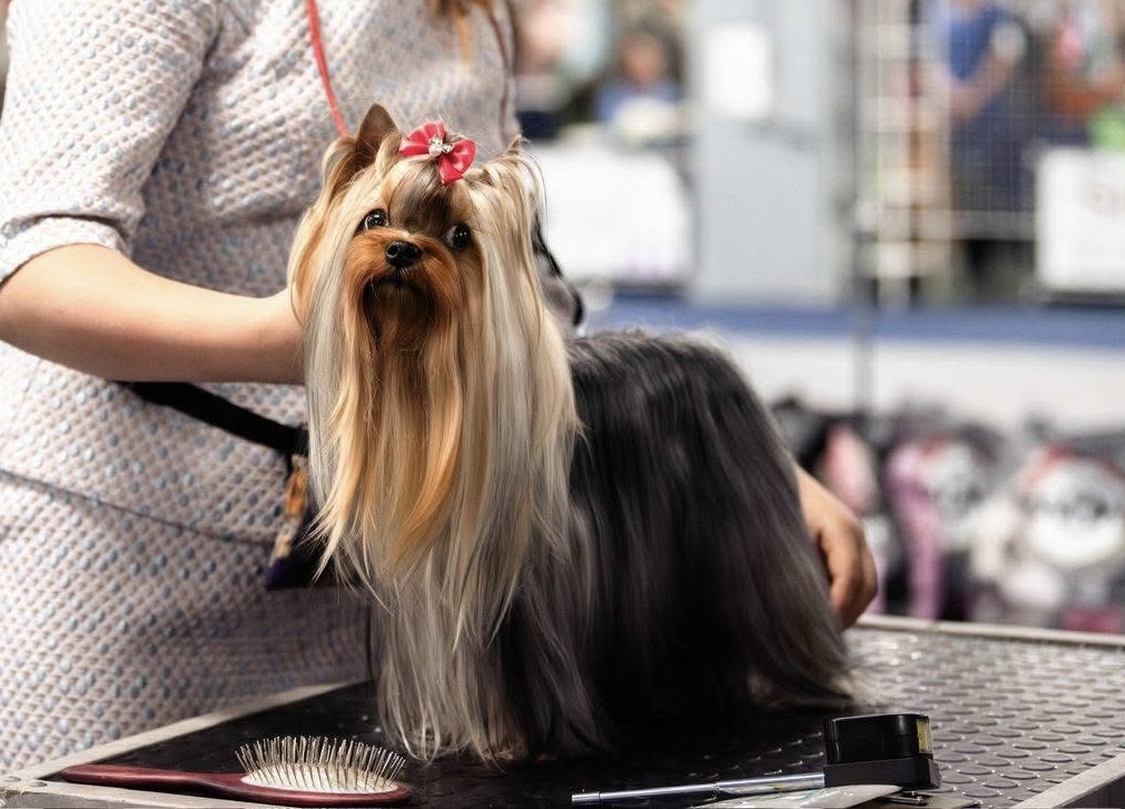  ДЖЕМ — Labaza DogPedigree YorkshireTerrier