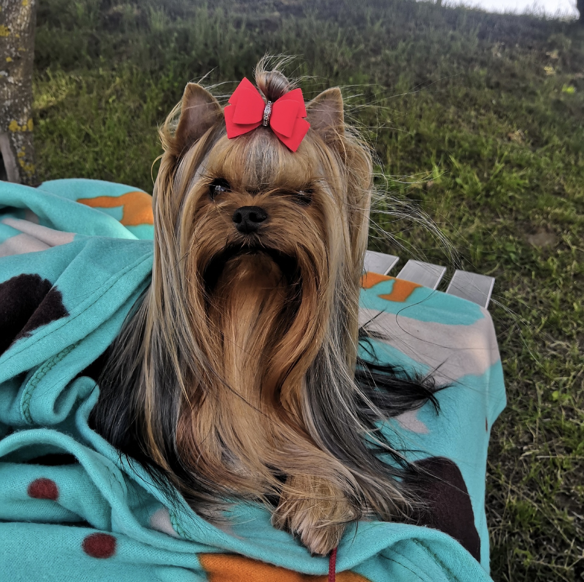  Tanver’s It’s Your Destiny — Labaza DogPedigree YorkshireTerrier