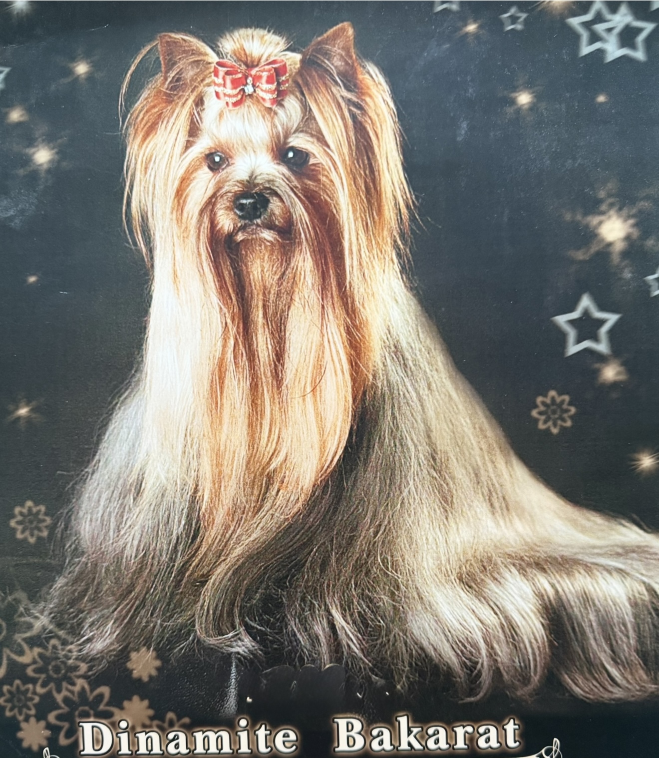 Bakarat Dynamite Bakarat — Labaza DogPedigree YorkshireTerrier