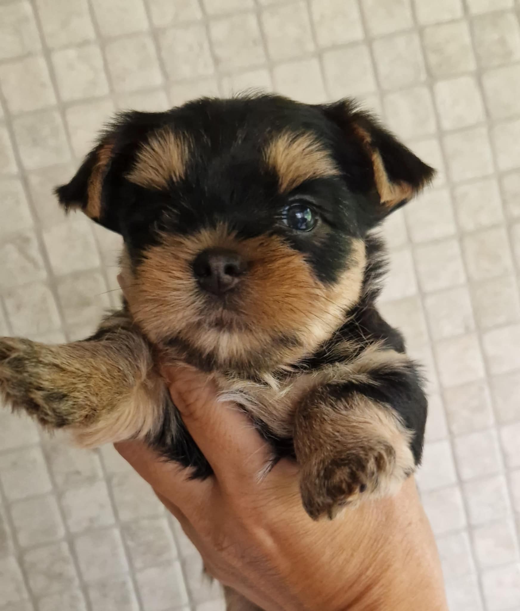 SILVER FLAME DARK VELVET — Labaza DogPedigree YorkshireTerrier