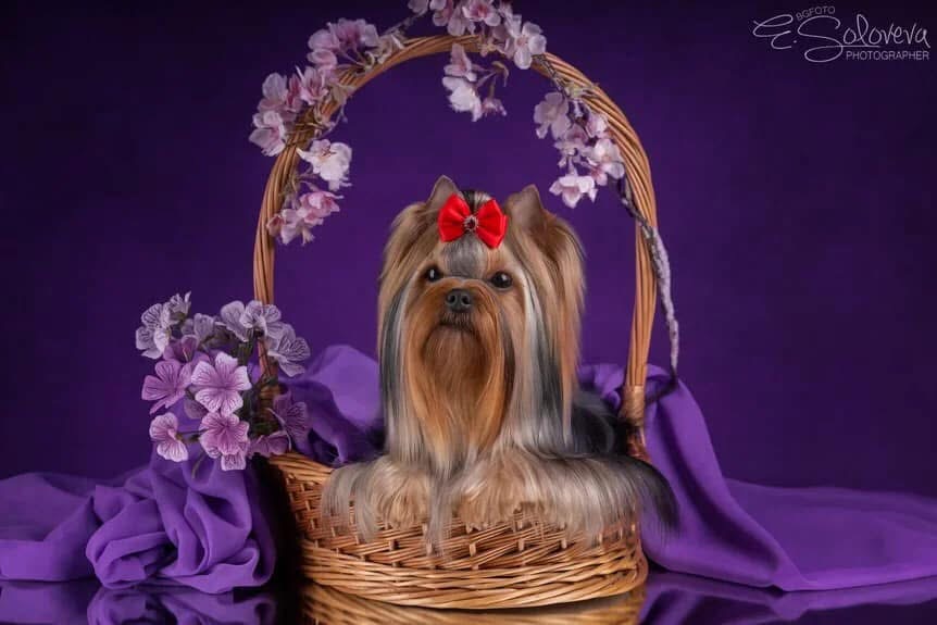 DEANJE VICTORY DANCE — Labaza DogPedigree YorkshireTerrier