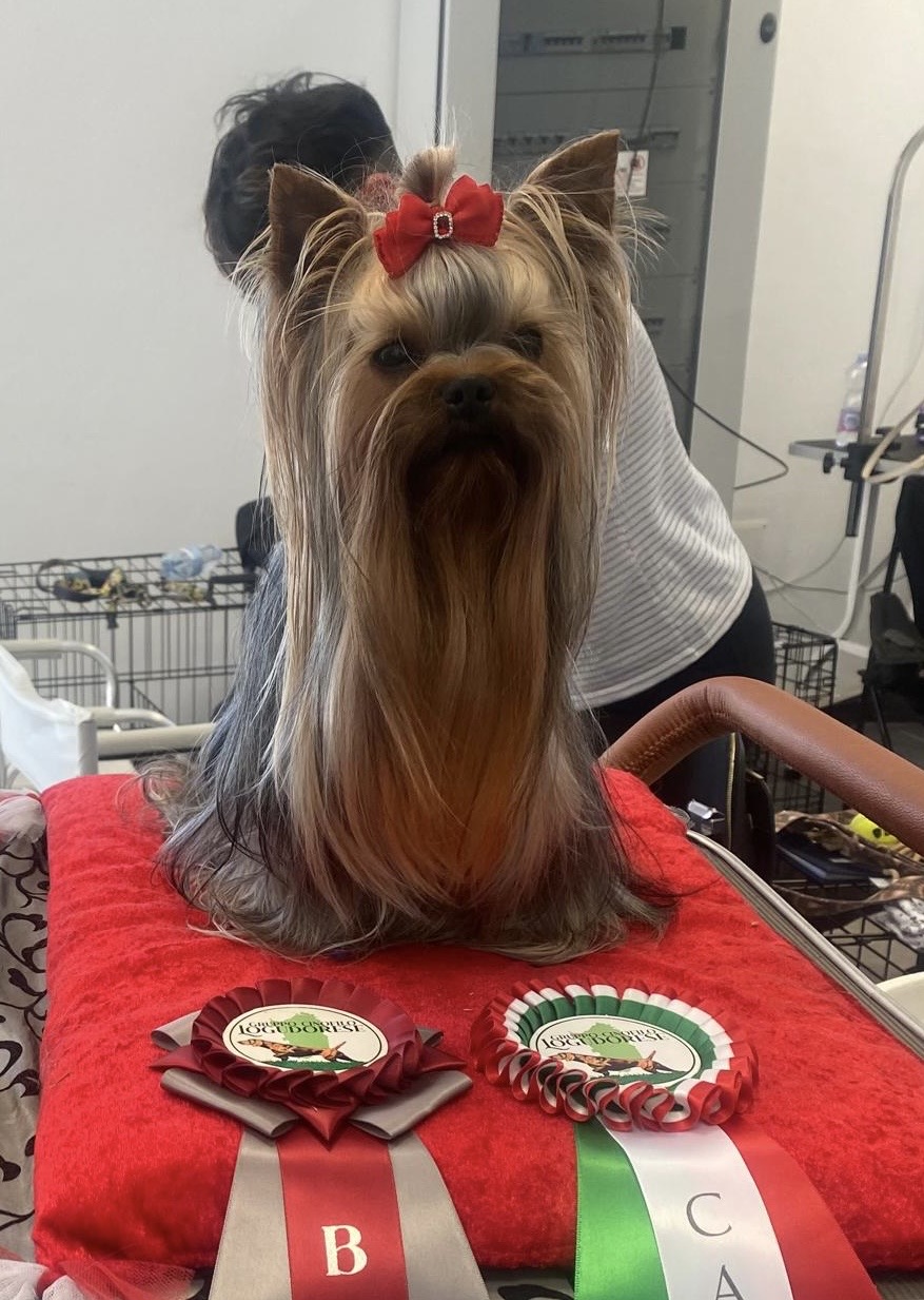 DEANJE DEANJE FORTUNE — Labaza DogPedigree YorkshireTerrier