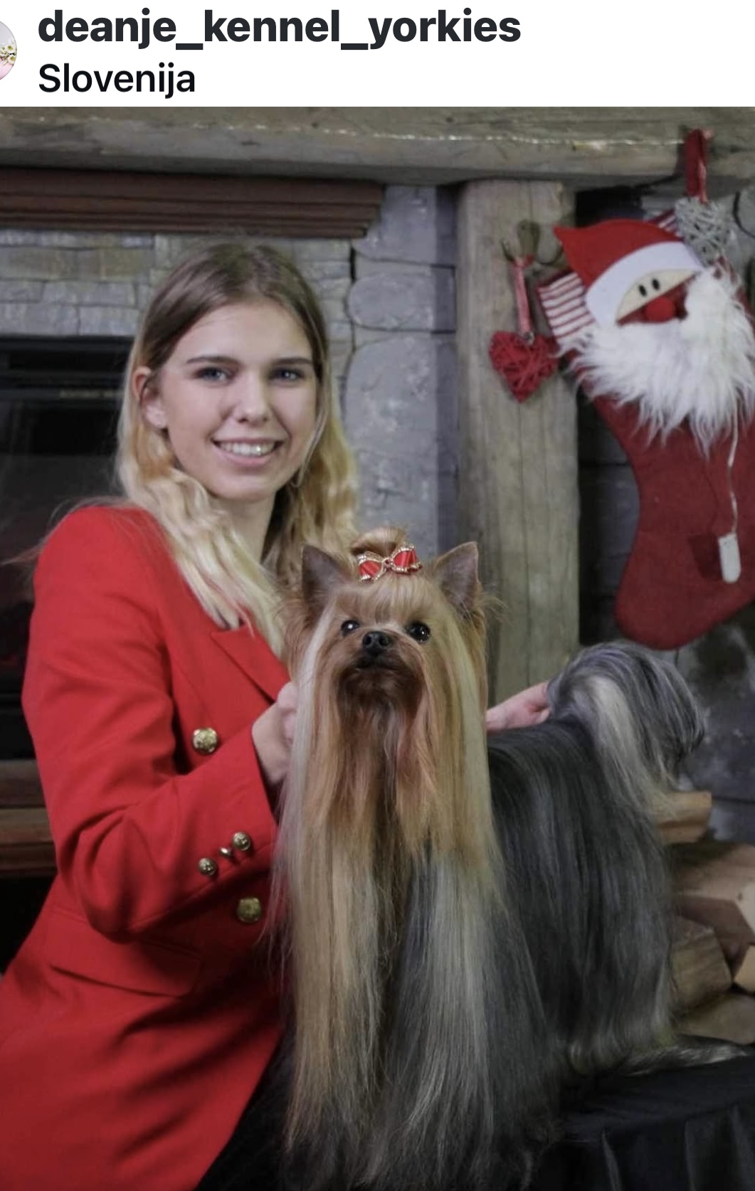 DEANJE ARISTOCRAT MAN — Labaza DogPedigree YorkshireTerrier