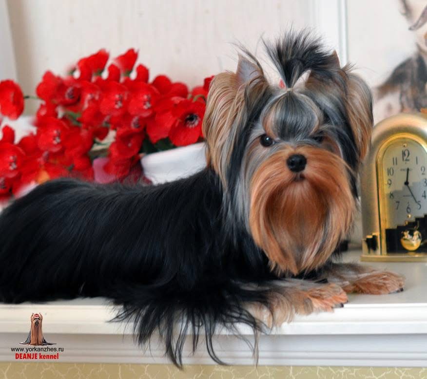 DEANJE RELAX — Labaza DogPedigree YorkshireTerrier