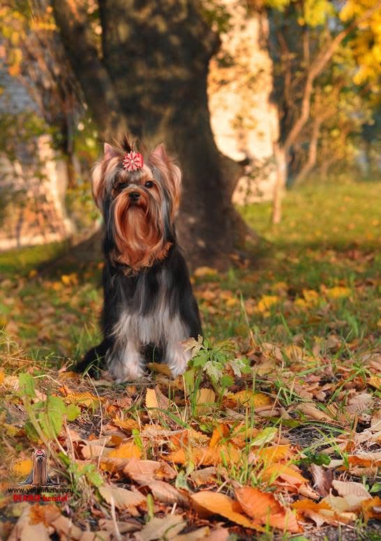 DEANJE RELIANCE — Labaza DogPedigree YorkshireTerrier