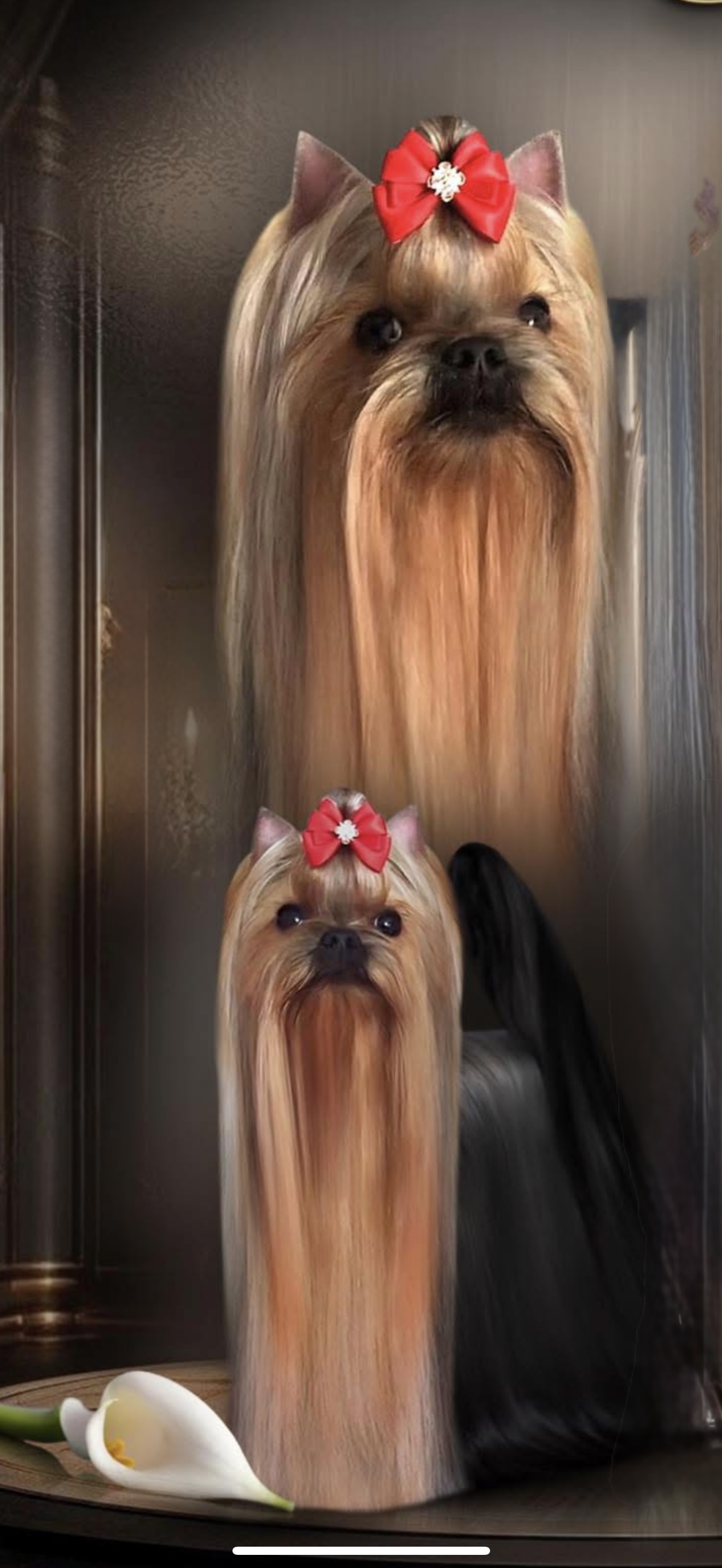  LIFE IMAGE EGRAN LIN — Labaza DogPedigree YorkshireTerrier