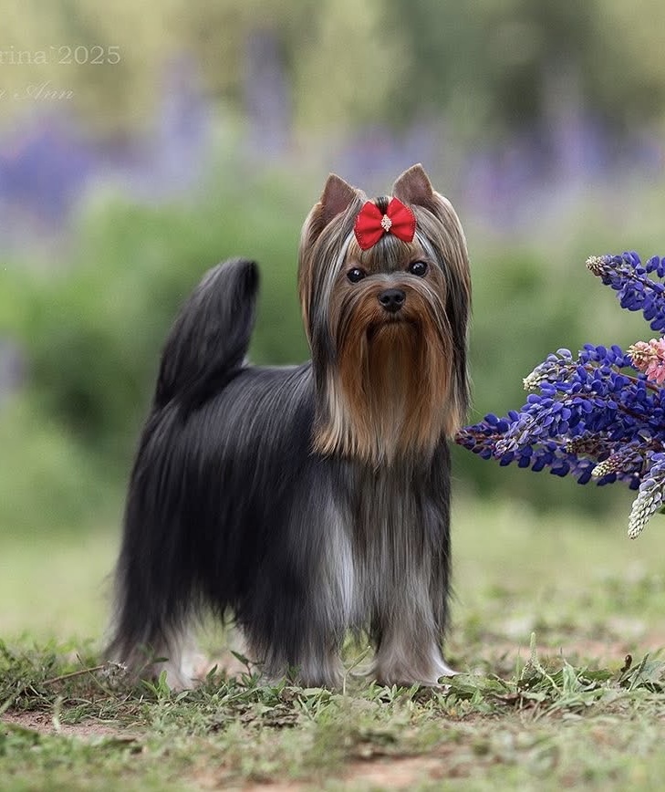  DALI KEY USLADA — Labaza DogPedigree YorkshireTerrier