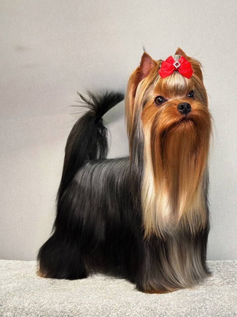 STREET FLASH STREET FLASH VERSAILLES — Labaza DogPedigree YorkshireTerrier