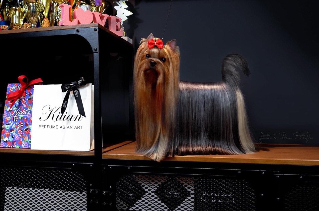FERVENT ZABIVAKA — Labaza DogPedigree YorkshireTerrier