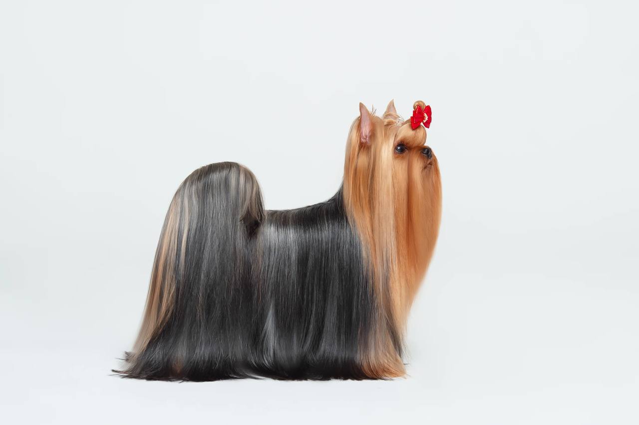  CAMILI KIPPER — Labaza DogPedigree YorkshireTerrier
