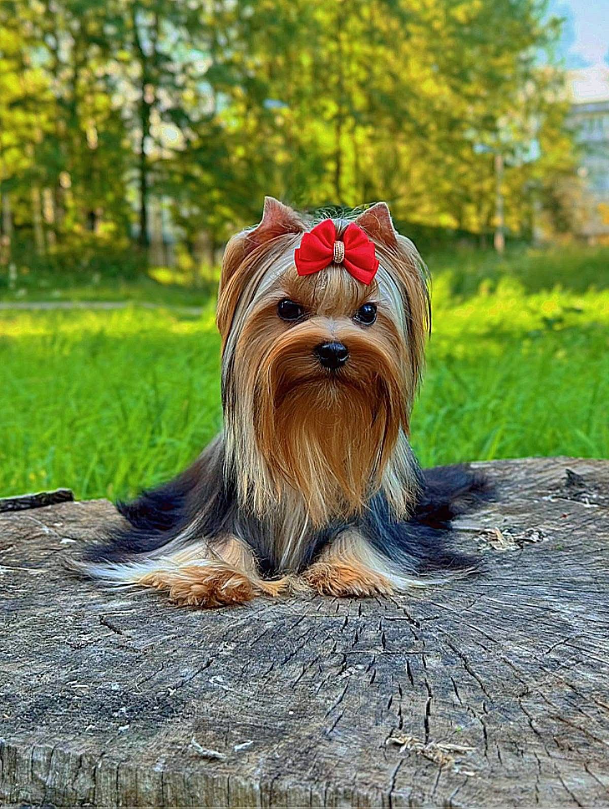 STREET FLASH STREET FLASH NARGIZ — Labaza DogPedigree YorkshireTerrier