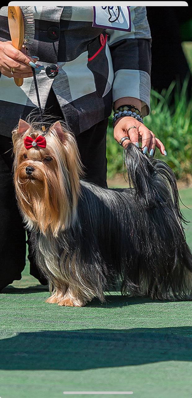 OVATSIYA DONA FORTUNA WINNER — Labaza DogPedigree YorkshireTerrier