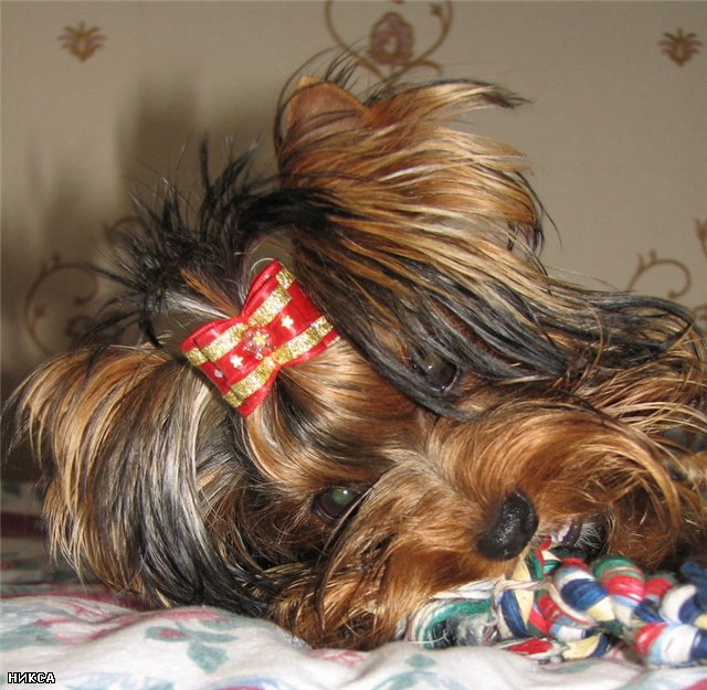 SILVER FLAME INFINITI SWEET — Labaza DogPedigree YorkshireTerrier